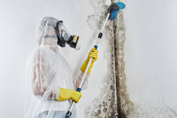 Best Mold Remediation for Schools in Perryton, TX