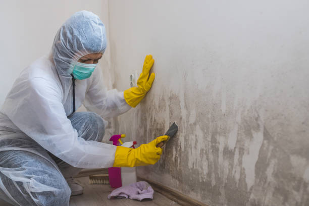 Best Post-Flood Mold Remediation in Perryton, TX