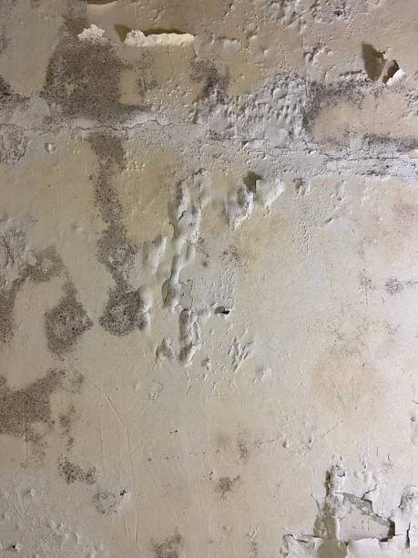 Best Attic Mold Remediation in Perryton, TX