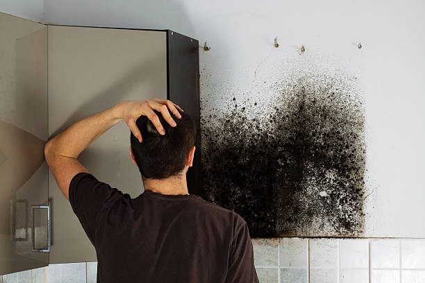 Perryton, TX Mold Remediation Company