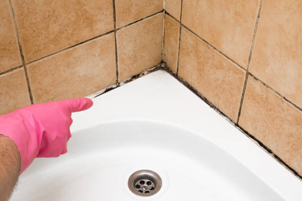 Best Black Mold Remediation in Perryton, TX
