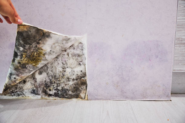 Best Mold Remediation for Specific Building Types in Perryton, TX
